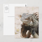 Gray Iguana Briefkaart (Voorkant / Achterkant)