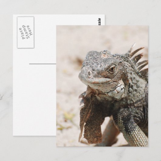 Gray Iguana Briefkaart (Voorkant / Achterkant)
