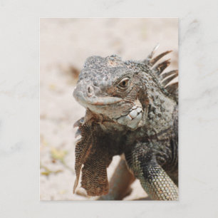 Gray Iguana Briefkaart