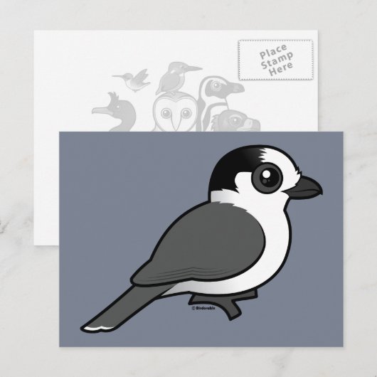 Gray Jay Briefkaart (Voorkant / Achterkant)