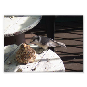Gray Jay en Bell Photo Print Foto Afdruk