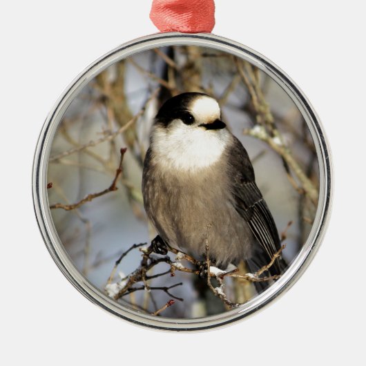 Gray Jay Metalen Ornament (Voorkant)