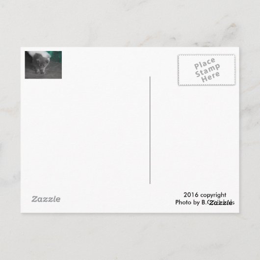 Gray Kitten Briefkaart (Achterkant)