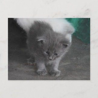 Gray Kitten Briefkaart