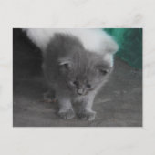 Gray Kitten Briefkaart (Voorkant)