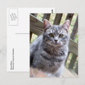 Gray Kitten Briefkaart (Voorkant / Achterkant)