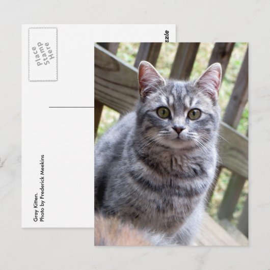 Gray Kitten Briefkaart (Voorkant / Achterkant)