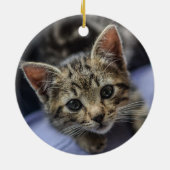Gray Kitten Keramisch Ornament (Achterkant)