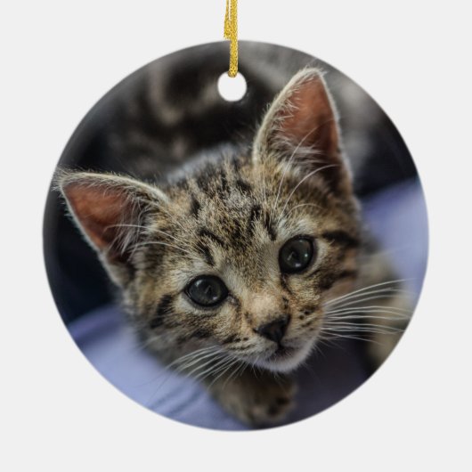 Gray Kitten Keramisch Ornament (Achterkant)