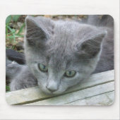 Gray Kitten Mousepad Muismat (Voorkant)