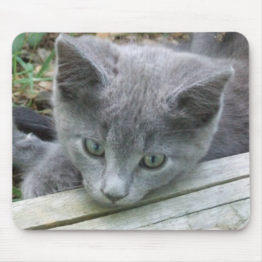 Gray Kitten Mousepad Muismat (Voorkant)