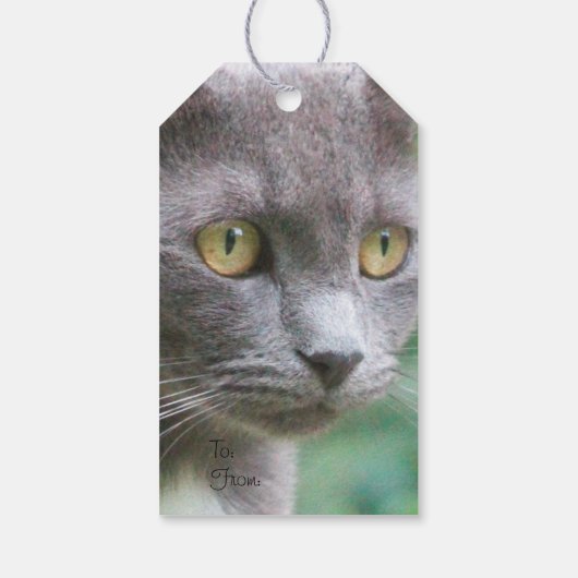 Gray Kitty Cat Cadeaulabel (Achterkant)