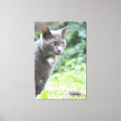 Gray Kitty Cat Canvas Afdruk (Voorkant)