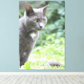 Gray Kitty Cat Canvas Afdruk (Insitu (Houten vloer))