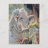 Gray koala bears briefkaart (Voorkant)