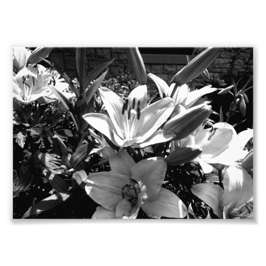 Gray Lilies Foto Afdruk (Voorkant)
