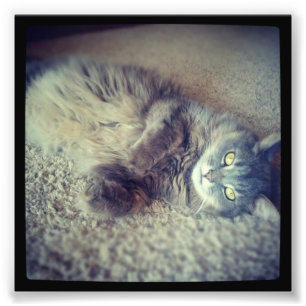 Gray Long-Hazard Cat-Instagram van Shirley Taylor Foto Afdruk