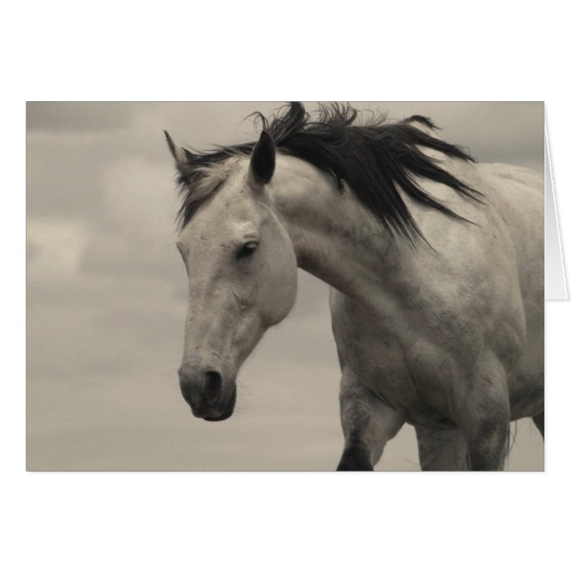 Gray Mare (Voorkant Horizontaal)