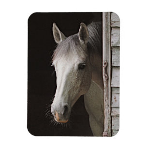 Gray Mare Beauful Horse Magnet Magneet