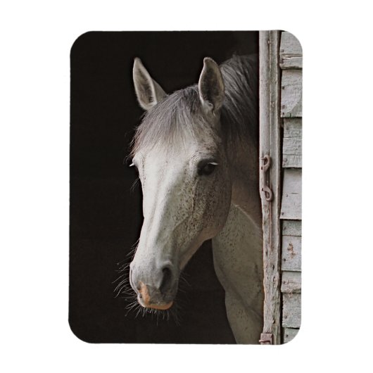 Gray Mare Beauful Horse Magnet Magneet (Verticaal)
