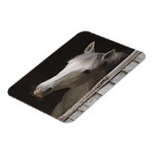 Gray Mare Beauful Horse Magnet Magneet (Linkerzijde)