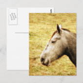 Gray Mare Briefkaart (Voorkant / Achterkant)
