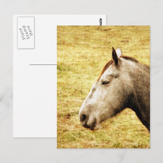 Gray Mare Briefkaart (Voorkant / Achterkant)