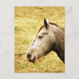 Gray Mare Briefkaart