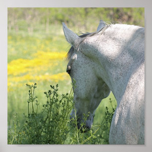 Gray Mare en Wildbloemen Poster van mooie paarden