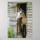 Gray Mare Horse & Barn Poster (Voorkant)