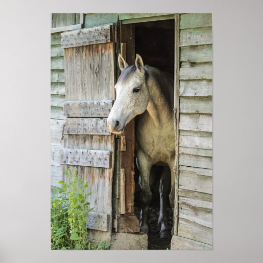Gray Mare Horse & Barn Poster (Voorkant)