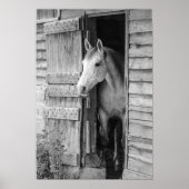 Gray Mare Horse & Barn Poster (Voorkant)