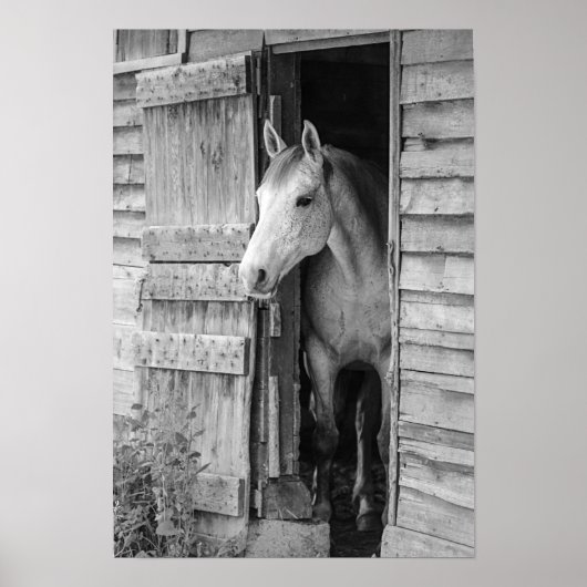 Gray Mare Horse & Barn Poster (Voorkant)
