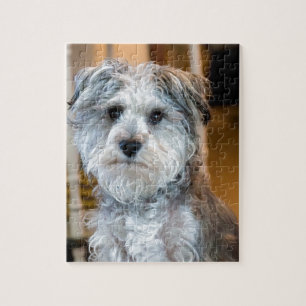 Gray Miniature Schnauzer Legpuzzel