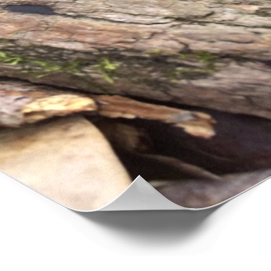 Gray Morel Poster (Hoek)