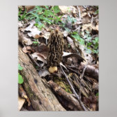 Gray Morel Poster (Voorkant)