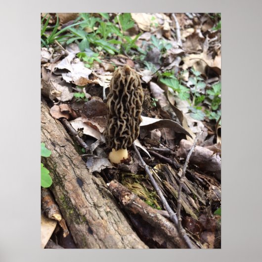 Gray Morel Poster (Voorkant)