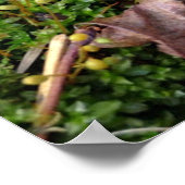 Gray Morel Poster (Hoek)