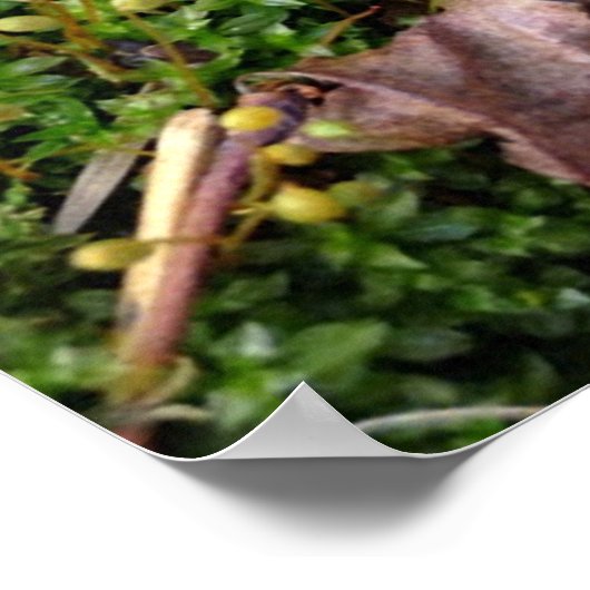 Gray Morel Poster (Hoek)