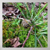 Gray Morel Poster (Voorkant)