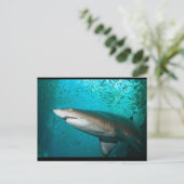 Gray Nurse Shark Briefkaart (Staand voorkant)