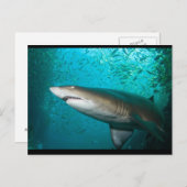 Gray Nurse Shark Briefkaart (Voorkant / Achterkant)