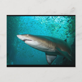 Gray Nurse Shark Briefkaart