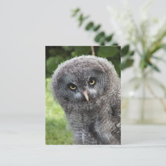 GRAY OWL BRIEFKAART (Staand voorkant)