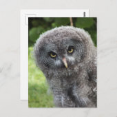 GRAY OWL BRIEFKAART (Voorkant / Achterkant)