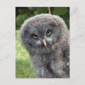 GRAY OWL BRIEFKAART (Voorkant)