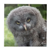 GRAY OWL TEGELTJE (Voorkant)
