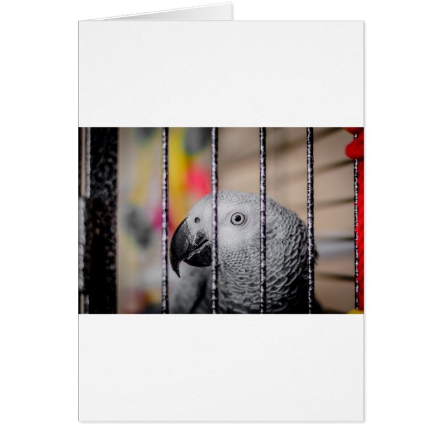 Gray Parrot (Voorkant)