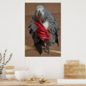 Gray Parrot Poster (Keuken)