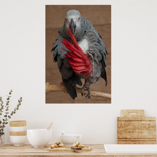 Gray Parrot Poster (Keuken)